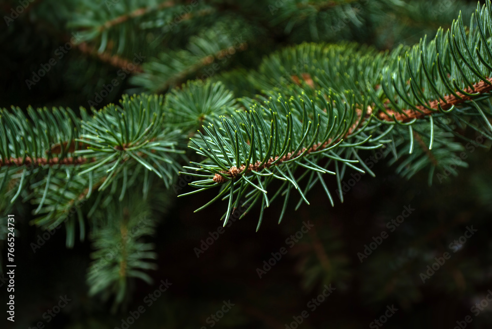 Branches of a green spruce tree close up. Natural background with fir branch