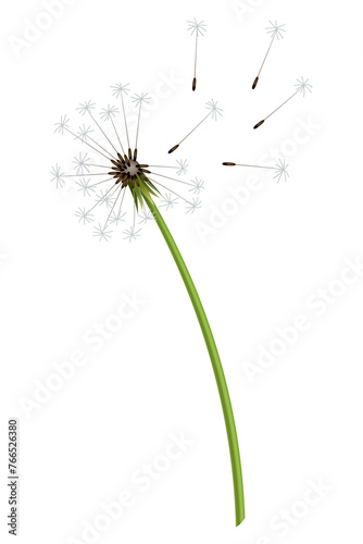 Dandelion. Realistic flower. Summer natural season element  beautiful grass.  icon illustration isolated on white background