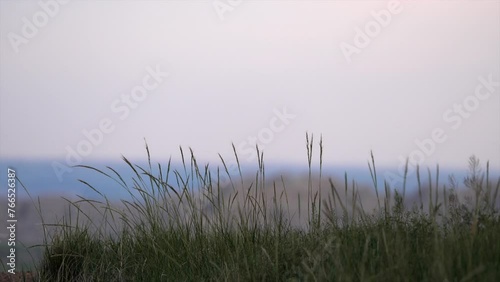 Grass Blowing in the Wind