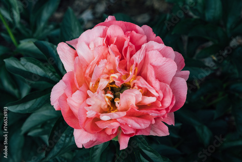 Beautiful fresh coral red peony flower in full bloom in the garden, close up on dark green leaves background. Summer flowering plant.