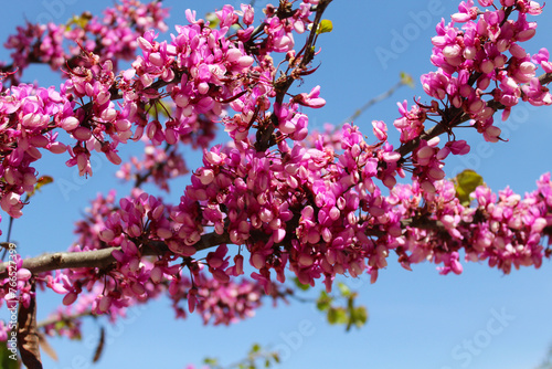 pink blossom of a spring tree on a background of a blue sky