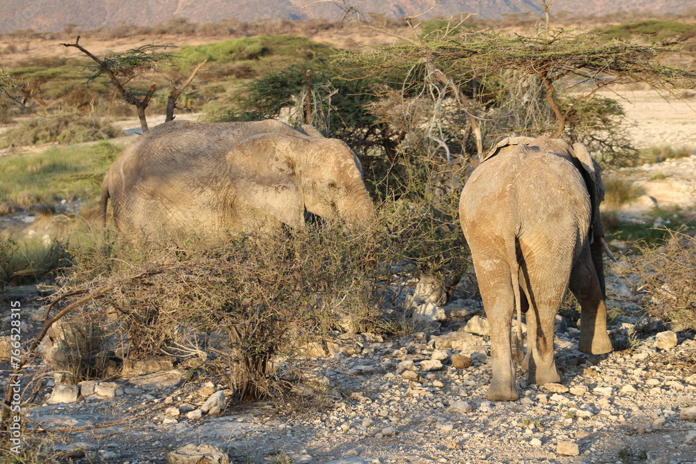 Fototapeta premium Elefante africano.
