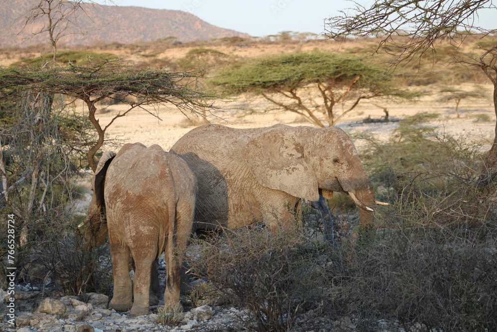 Fototapeta premium Elefante africano.