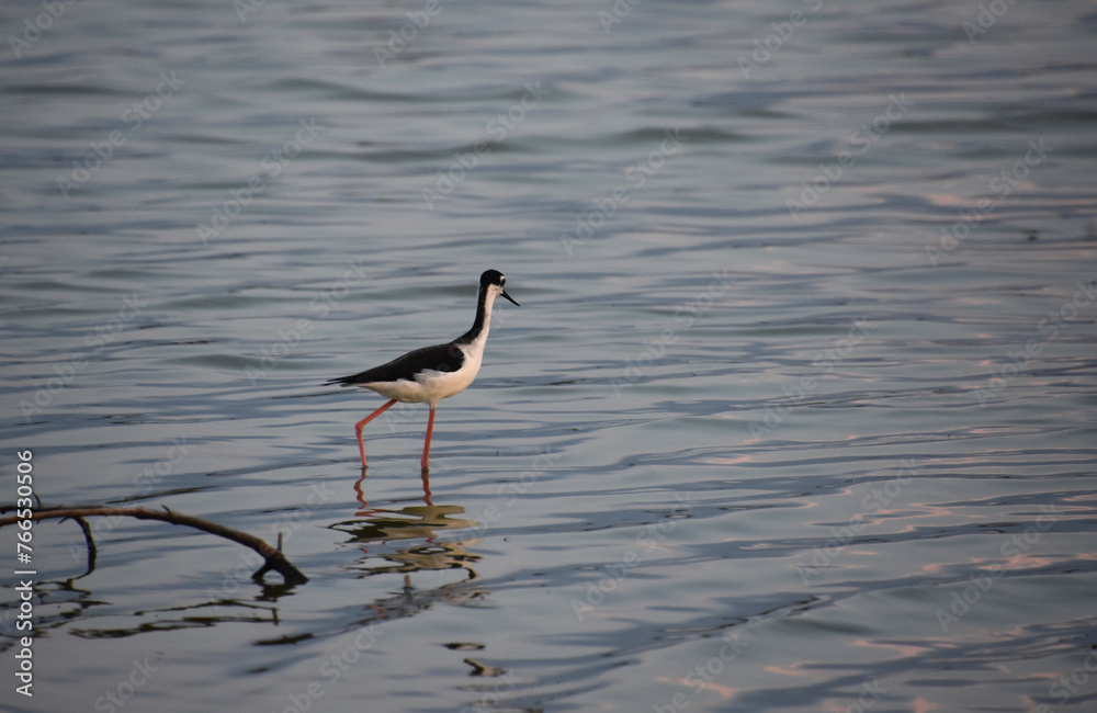 Fototapeta premium Black and White Sandpiper Walking in Shallow Waters