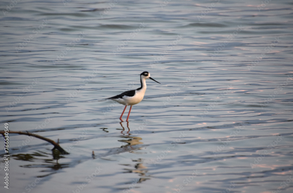 Black and White Sandpiper Posing in Shallow Waters Black and White Sandpiper Posing in Shallow Waters