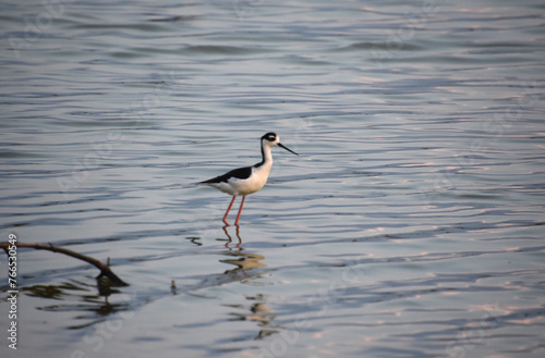 Black and White Sandpiper Posing in Shallow Waters