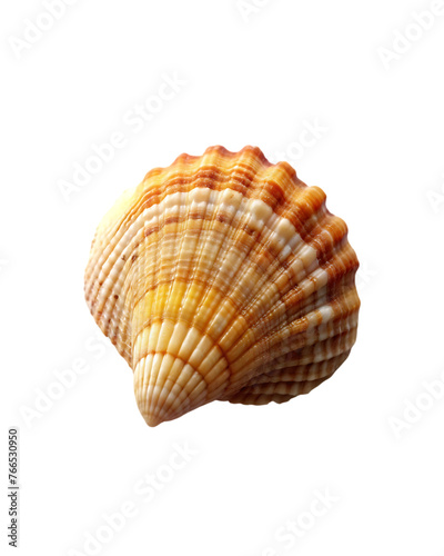 beautiful shell isolated on transparent