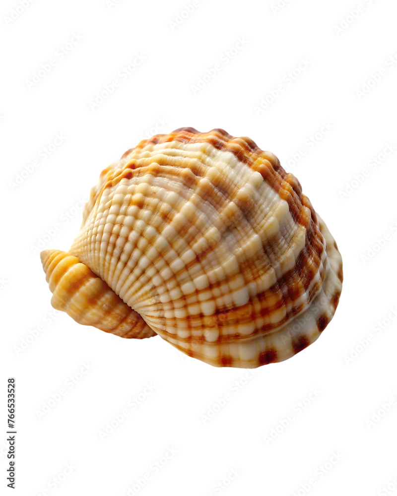 beautiful shell isolated on transparent beautiful shell isolated on transparent
