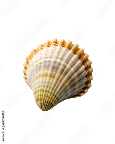 beautiful shell isolated on transparent