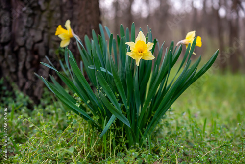 Daffodils in the forest in spring