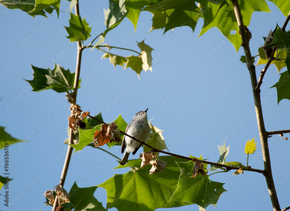 Obraz premium Blue Gray Gnatcatcher