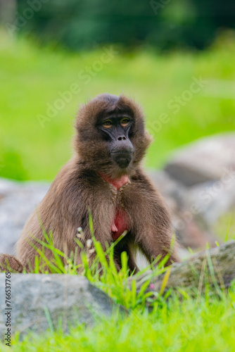 portrait of a baboon