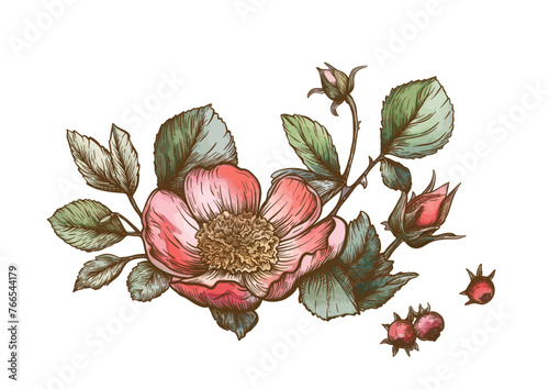 Boutonniere of wild rose flowers and berries Clip art, set of elements for design Graphic drawing, engraving style. Vector illustration. In botanical style