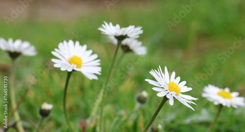 Daisy flowers in the grass. Bellis perennis in close-up. Selective focus and blurred background.