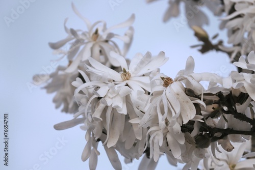 Weiße Blüten der Magnolie