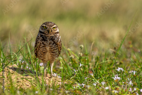 Young Burrowing owl photo