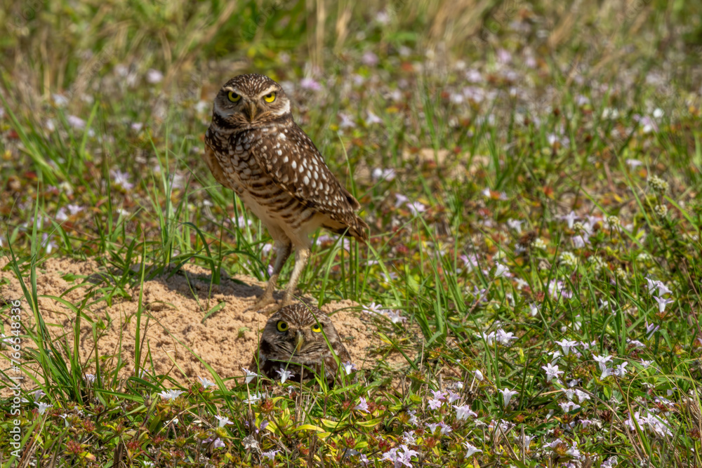 Burrowing owls near nest Burrowing owls near nest