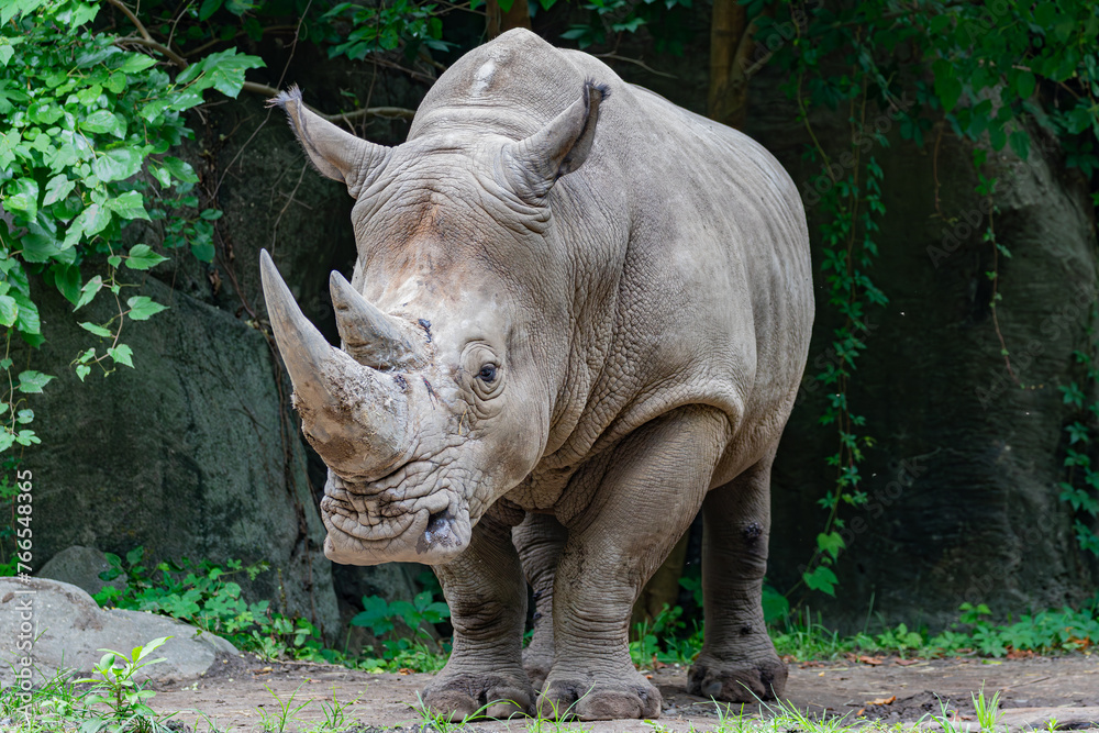 Fototapeta premium rhino in the zoo