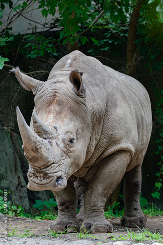 rhino in the zoo © Christopher