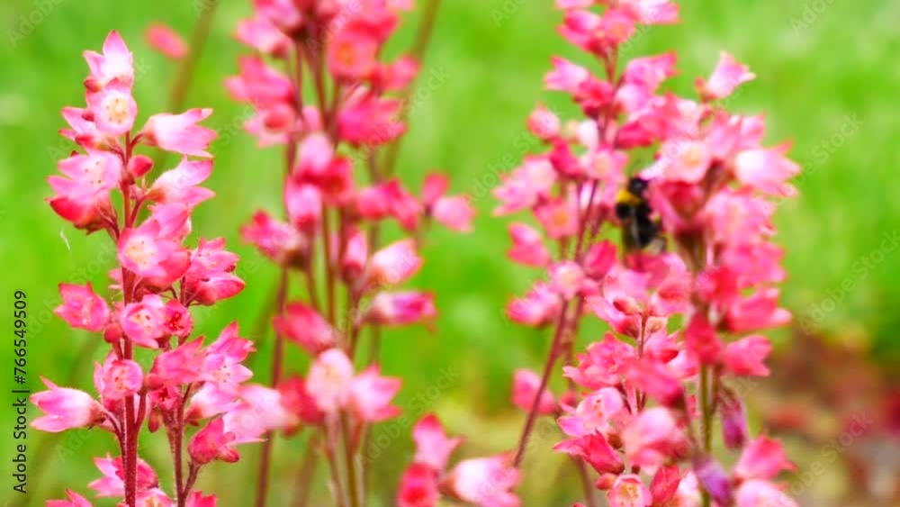A bumblebee on the bright pink tiny flowers of Heuchera or Coral Bells A bumblebee on the bright pink tiny flowers of Heuchera or Coral Bells