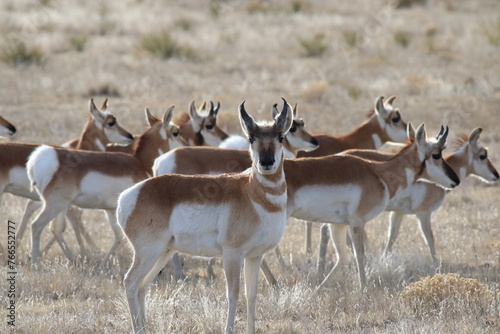 Standing antelope in grassy field. Brown and white mammals with horns standing and looking across a tan grassy pasture. 