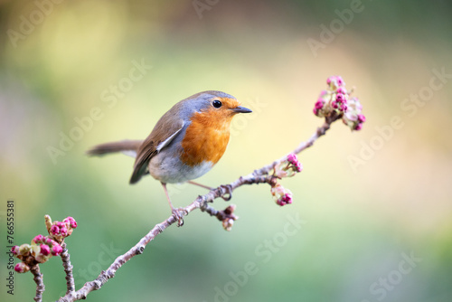 Beautiful spring colours - Robin (Erithacus rubecula) posed on a blossom branch in a British back garden in Spring. Yorkshire, UK