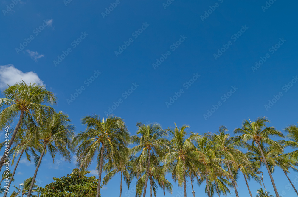Grove of Coconut Palm Trees Under Blue Sky.