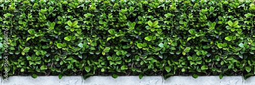 Green Hedge Fence with Clipped Isolated Background. Lush Green Leaf Wall, Sidewalk Shrub, Plant Landscape and Tree Branches