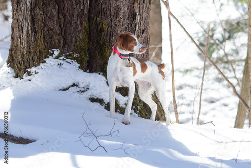 Fototapeta Naklejka Na Ścianę i Meble -  Proud puppy dog standing in snow covered woods with dark tree in background on a bright winter day