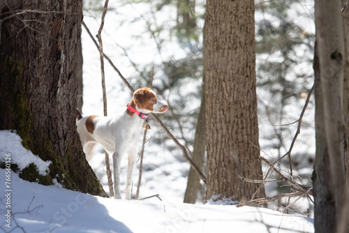 hunting dog with Ecollar and bell for training standing in the winter snow covered woods