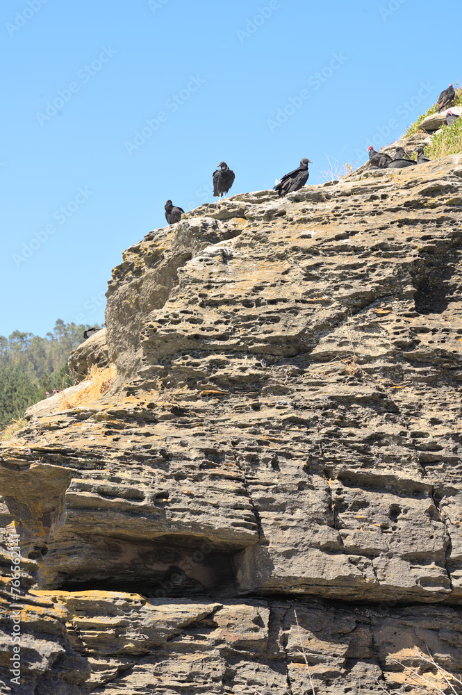 Vultures on a cliff (Maule region, Chile) Vultures on a cliff (Maule region, Chile)