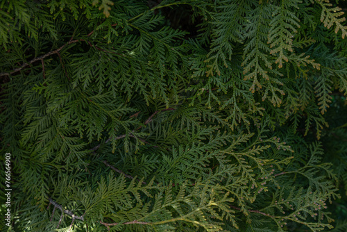 зеленая листва кустарника