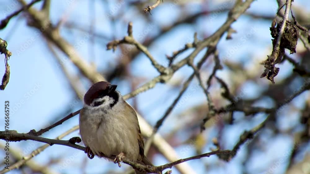 Eurasian tree sparrow (Passer montanus), a small brown bird perched on a branch. A small songbird basks in the first sun. A wild scene from nature. Eurasian tree sparrow (Passer montanus), a small brown bird perched on a branch. A small songbird basks in the first sun. A wild scene from nature.