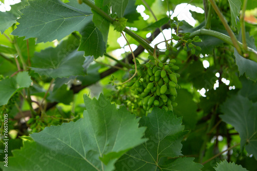 Close up of bunch of grapes outdoor growing food