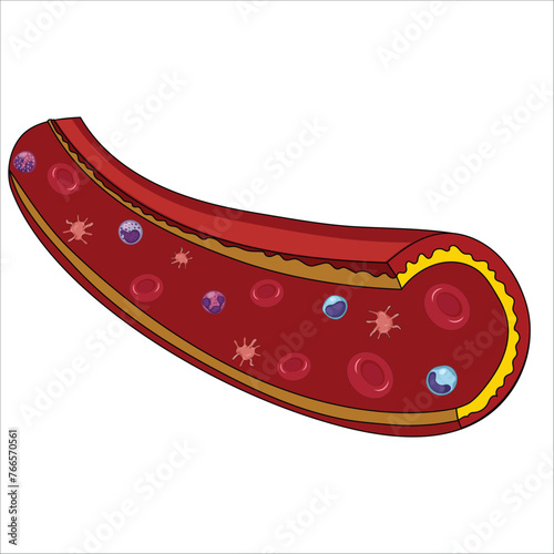 Blood cells composition artery illustration