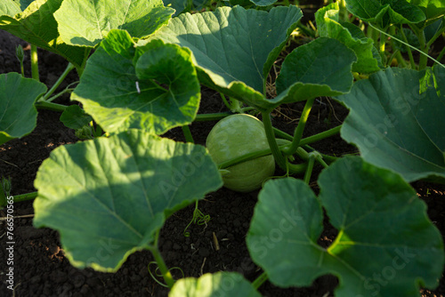  squash plant growing on the ground organic food