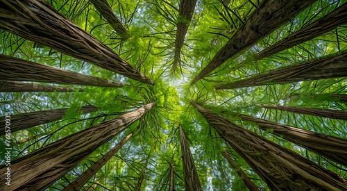 Up view of the Coastal Redwood forest (Sequoia Sempervirens), converging tree trunks surrounded by evergreen foliage, Purisima Creek Redwoods Preserve, Santa Cruz Mountains, San Francisco bay area. photo