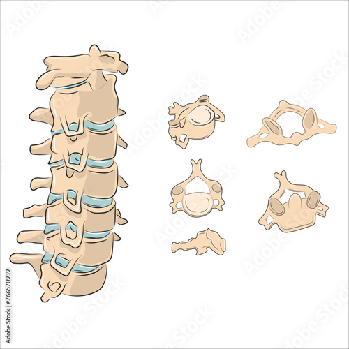 cervical vertebrae anatomy