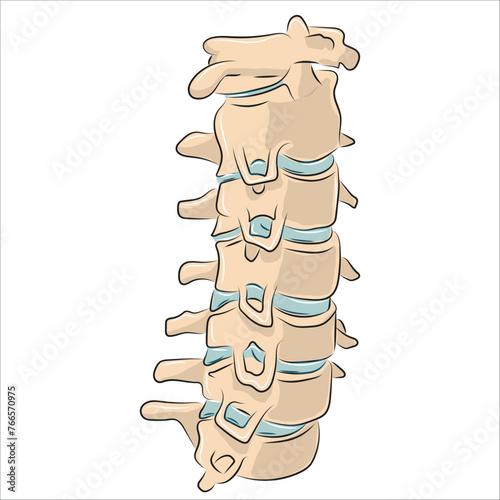 cervical vertebrae anatomy