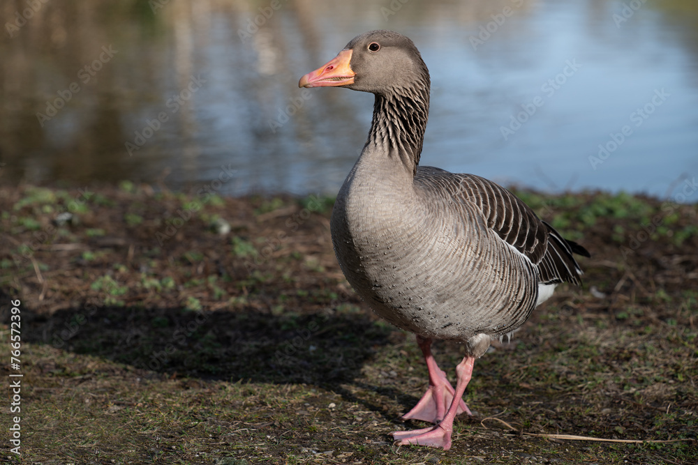 A greylag goose walks along the bank of a body of water towards the viewer. There is water in the background. A greylag goose walks along the bank of a body of water towards the viewer. There is water in the background.