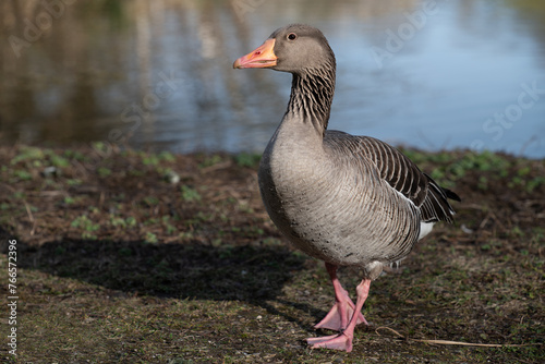 A greylag goose walks along the bank of a body of water towards the viewer. There is water in the background.