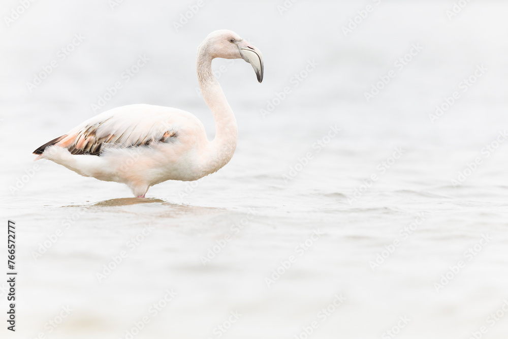 Greater flamingo (Phoenicopterus roseus) resting in heavy rain. Greater flamingo (Phoenicopterus roseus) resting in heavy rain.