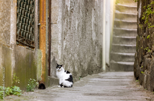 Fototapeta Naklejka Na Ścianę i Meble -  Porto street cat alley