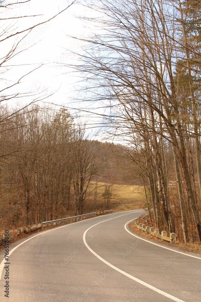 Fototapeta premium A road with trees on either side