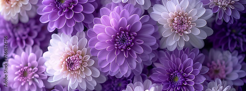 Cluster of Purple and White Chrysanthemums in Full Bloom 