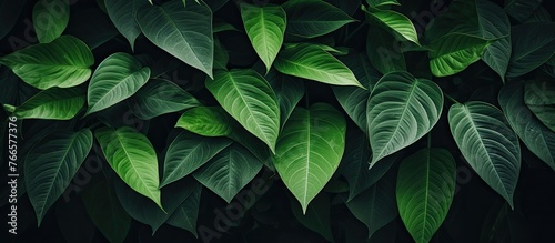 A vibrant and healthy plant with lush green leaves is shown up close, displaying its natural beauty
