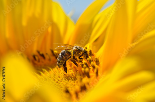 A bee collects nectar and pollinates sunflowers in a field © Oleksandrum