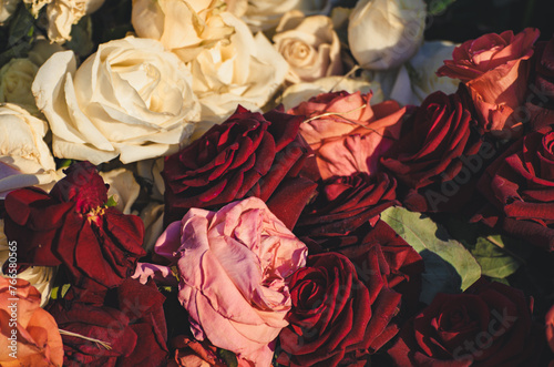 Red roses garden © Roxana