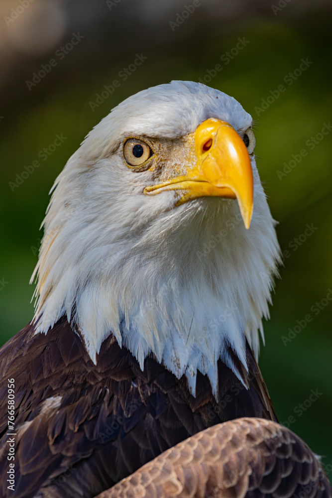 Fototapeta premium american bald eagle