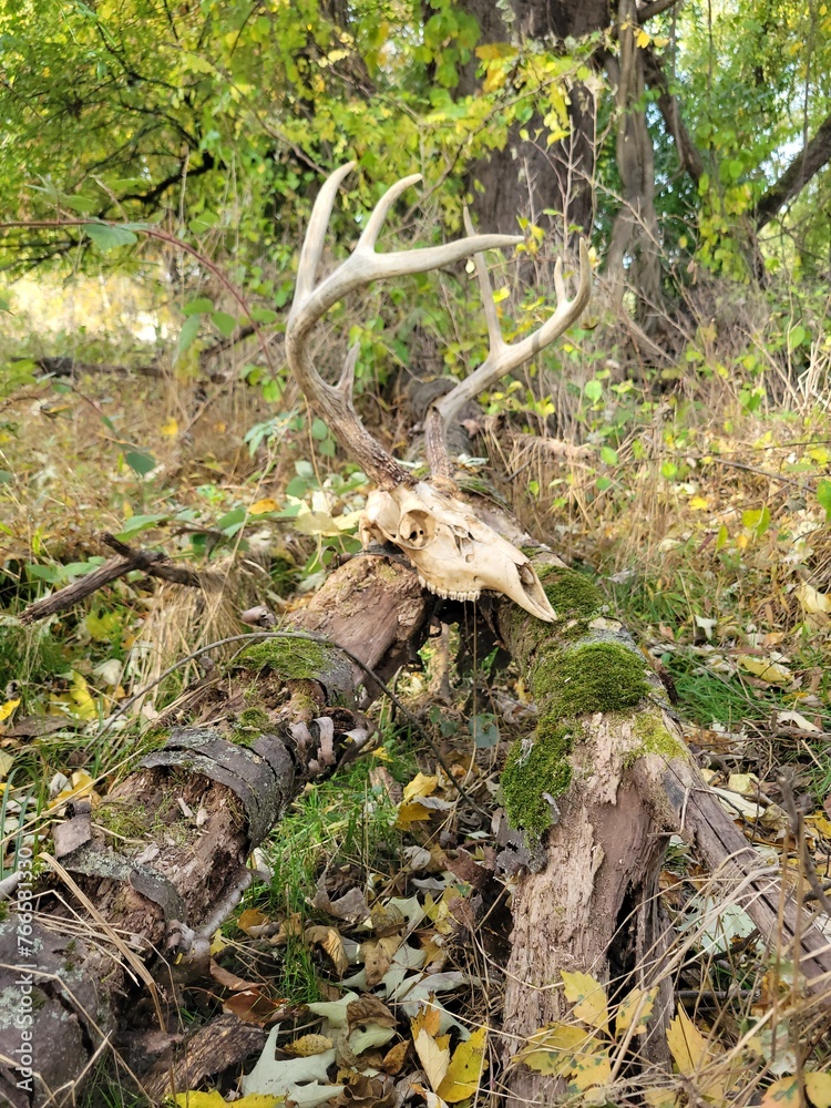 Deer Skull in Forest Deer Skull in Forest